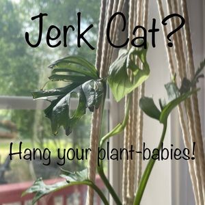 Hang Your Plant Babies!